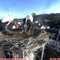 07_35-nest.jpg
