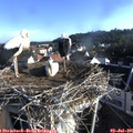 07_40-nest.jpg