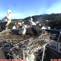 07_45-nest.jpg