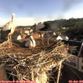 07_50-nest.jpg