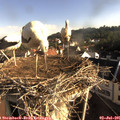 07_55-nest.jpg