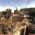 08_00-nest.jpg