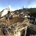 08_10-nest.jpg
