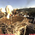 08_15-nest.jpg