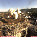 08_20-nest.jpg