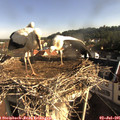 08_25-nest.jpg