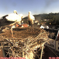 08_30-nest.jpg
