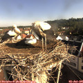 08_35-nest.jpg
