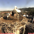 08_45-nest.jpg