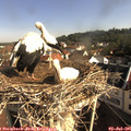 08_50-nest.jpg