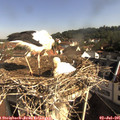 09_00-nest.jpg