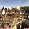 09_05-nest.jpg