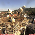 09_10-nest.jpg