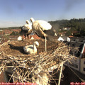 09_15-nest.jpg