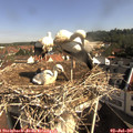 09_20-nest.jpg