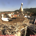 09_30-nest.jpg
