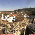 09_35-nest.jpg