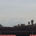 09_40-mast.jpg