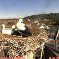 09_45-nest.jpg
