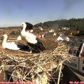 09_50-nest.jpg