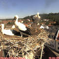 09_55-nest.jpg
