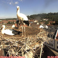10_00-nest.jpg