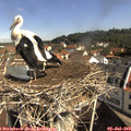 10_05-nest.jpg