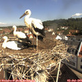 10_10-nest.jpg