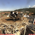 10_15-nest.jpg