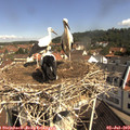 10_20-nest.jpg