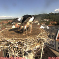 10_25-nest.jpg