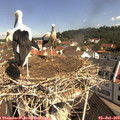 10_30-nest.jpg