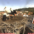 10_35-nest.jpg