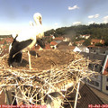 10_40-nest.jpg