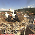 10_45-nest.jpg