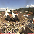 10_50-nest.jpg
