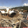 10_55-nest.jpg