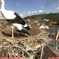 11_00-nest.jpg