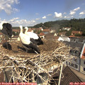 11_05-nest.jpg