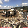 11_10-nest.jpg