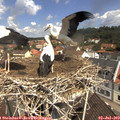 11_15-nest.jpg
