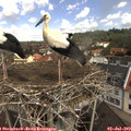 11_20-nest.jpg