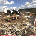 11_30-nest.jpg