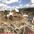 11_35-nest.jpg