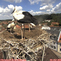 11_40-nest.jpg