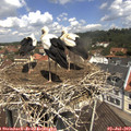 11_45-nest.jpg