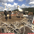 11_50-nest.jpg