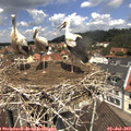 11_55-nest.jpg