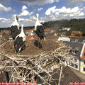 12_00-nest.jpg