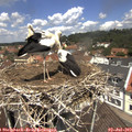 12_15-nest.jpg